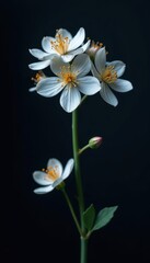 Delicate silver flower blooms on dark background, isolated, minimalist, abstract