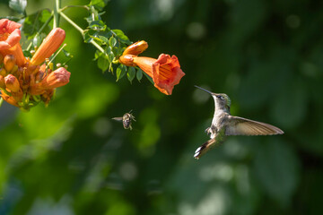 hummingbird and bumble bee at trumpet flower