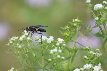 large black digger bee on mountain mint