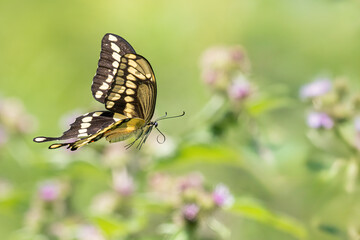giant eastern swallowtail butterfly in flight