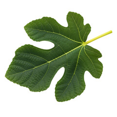 Close-up of a Vibrant Green Fig Leaf, Isolated on White Background isolated on transparent background