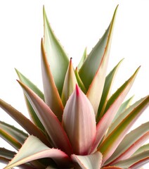 Fototapeta premium Succulent aloe vera plant isolated on white background, health, pattern, aloe vera