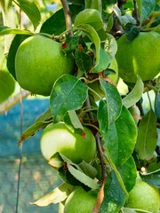 Green apples variety Semerenko ripens on the tree. Winter apples fill out before ripening. Close-up.