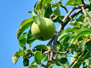 Green apple variety Semerenko ripens on tree. Winter apples fill out before ripening. Blue sky background.
