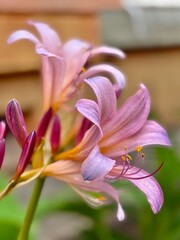 Lavish lilies await buyers, fragrant in shades of rose and pink