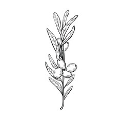  Olive branch line art style.  Perfect for organic product packaging, culinary branding, vintage labels, and restaurant menus