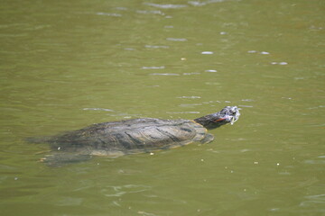 Naklejka premium Tartaruga cágado Chelidae