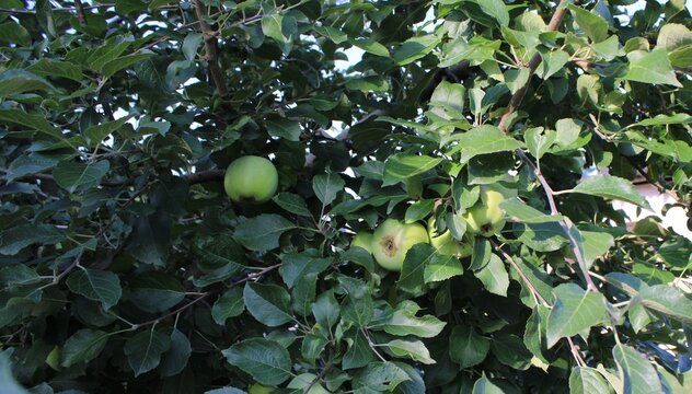 Green apples on the tree in the garden - Powered by Adobe