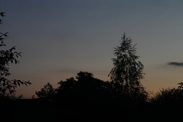 Trees against the evening sky