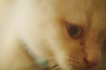 Close-up of a cat&rsquo;s eye with intricate details and sharp focus, showcasing the beauty and texture of feline features in stunning macro photography.