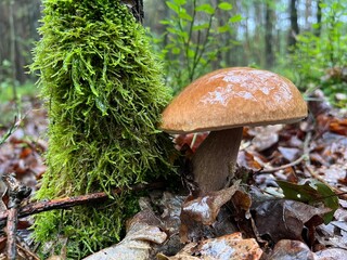 A boletus mushroom at the base of a tree covered with moss, against a backdrop of damp earth and fallen leaves after rain.