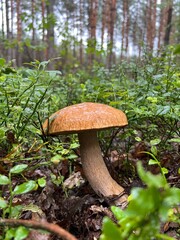 A classic honey mushroom in the forest among young grass, a clean mushroom after rain against a backdrop of blurred trees.