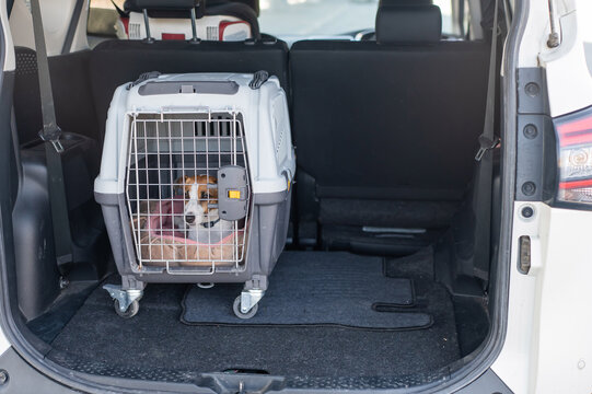 Jack Russell Terrier Dog in Travel Carrier in Car Trunk. 