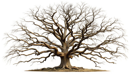 Majestic bare oak tree with gnarled branches, isolated on transparent background
