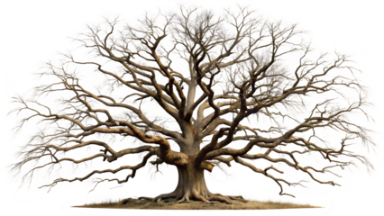 Majestic bare oak tree with gnarled branches, isolated on transparent background