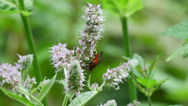 Breitfl&uuml;gelige Raupenfliege (Ectophasia crassipennis) 