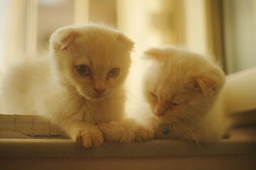 Two adorable kittens captured from behind in warm dim light, creating a cozy and tender atmosphere perfect for pet and animal lovers.