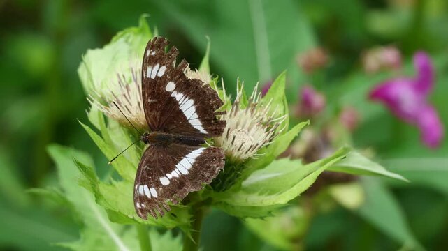 Kleiner Eisvogel oder Kleiner Eisfalter (Limenitis camilla oder Ladoga camilla) - Schmetterling