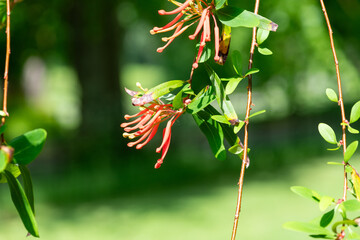 Close up of a Chilean fire tree (embothrium coccineum) in bloom
