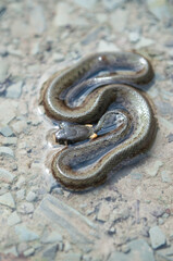 Baby grass snake (Natrix natrix) lying in water
