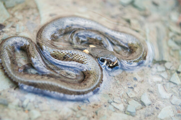 Baby grass snake (Natrix natrix) lying in water