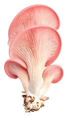Pink oyster mushroom growing on transparent background