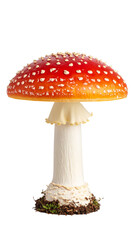 Obraz premium Fly agaric mushroom growing on transparent background