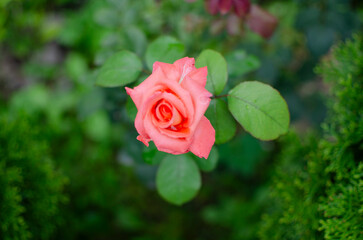 red rose in garden