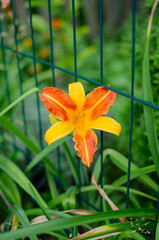 orange lily in the garden