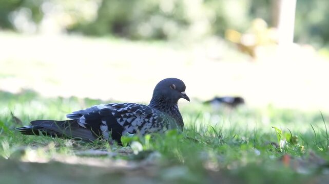 Pigeon biset (Columba livia) allong&eacute; dans l&rsquo;herbe, sc&egrave;ne de repos en milieu urbain