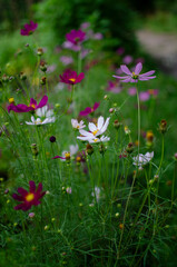 pink flower in the garden