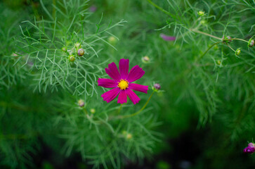 pink flower in the garden