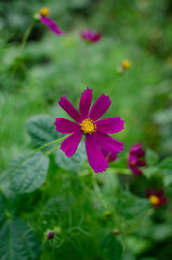 Obraz premium pink flower in the garden