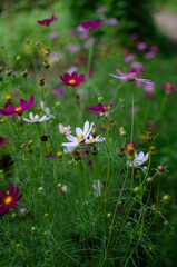 pink flower in the garden