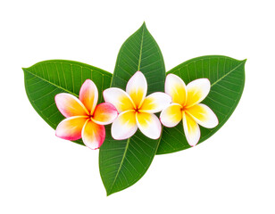 Fototapeta premium Frangipani Flower Cluster with Leaves, Flat Lay Top View, Isolated PNG