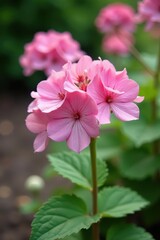 Fototapeta premium Delicate pink hortensia flowers blooming in a garden, garden, botanical, flowers