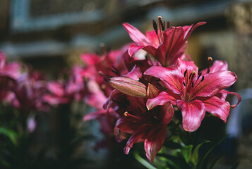 bouquet of beautiful pink lilies