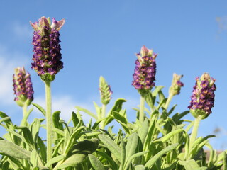 Closeup of lavender flowers with a blue sky as background. French lavender, also known as lavandula...