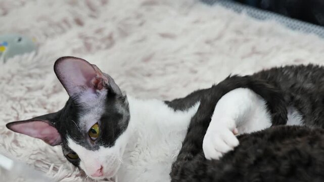 Cornish Rex cat relaxing on soft blanket, showing its unique curly fur