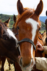 portrait of a horse with question mark blaze