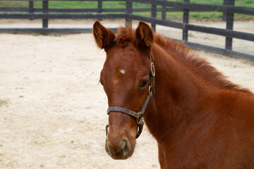 portrait of a brown horse