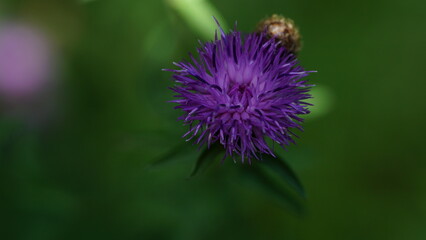 Nature walk with trees, plants and flowers