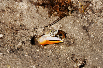 Orange fiddler crab (Gelasimus vocans) from the coastal mangroves of Baluran National Park, East Java, Indonesia