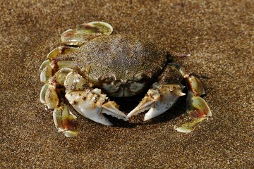 Cmmon moon crab (Matuta victor) in the sand of a beach at Alas Purwo National Park, East Java, Indonesia.