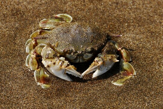 Common moon crab (Matuta victor) in the sand of a beach at Alas Purwo National Park, East Java, Indonesia.