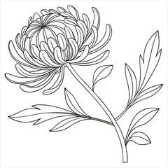 belly-flower-vector