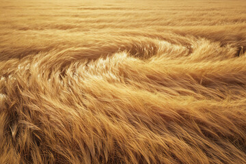 Fototapeta premium windblown field with golden grass forming spiral patterns