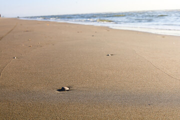 shell in the sand on the seashore