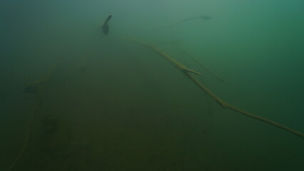Scuba diving in the lake