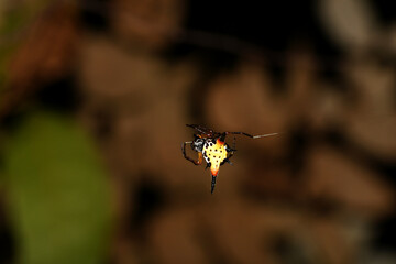 Hasselt Spiny Spider Macracantha Hasselti